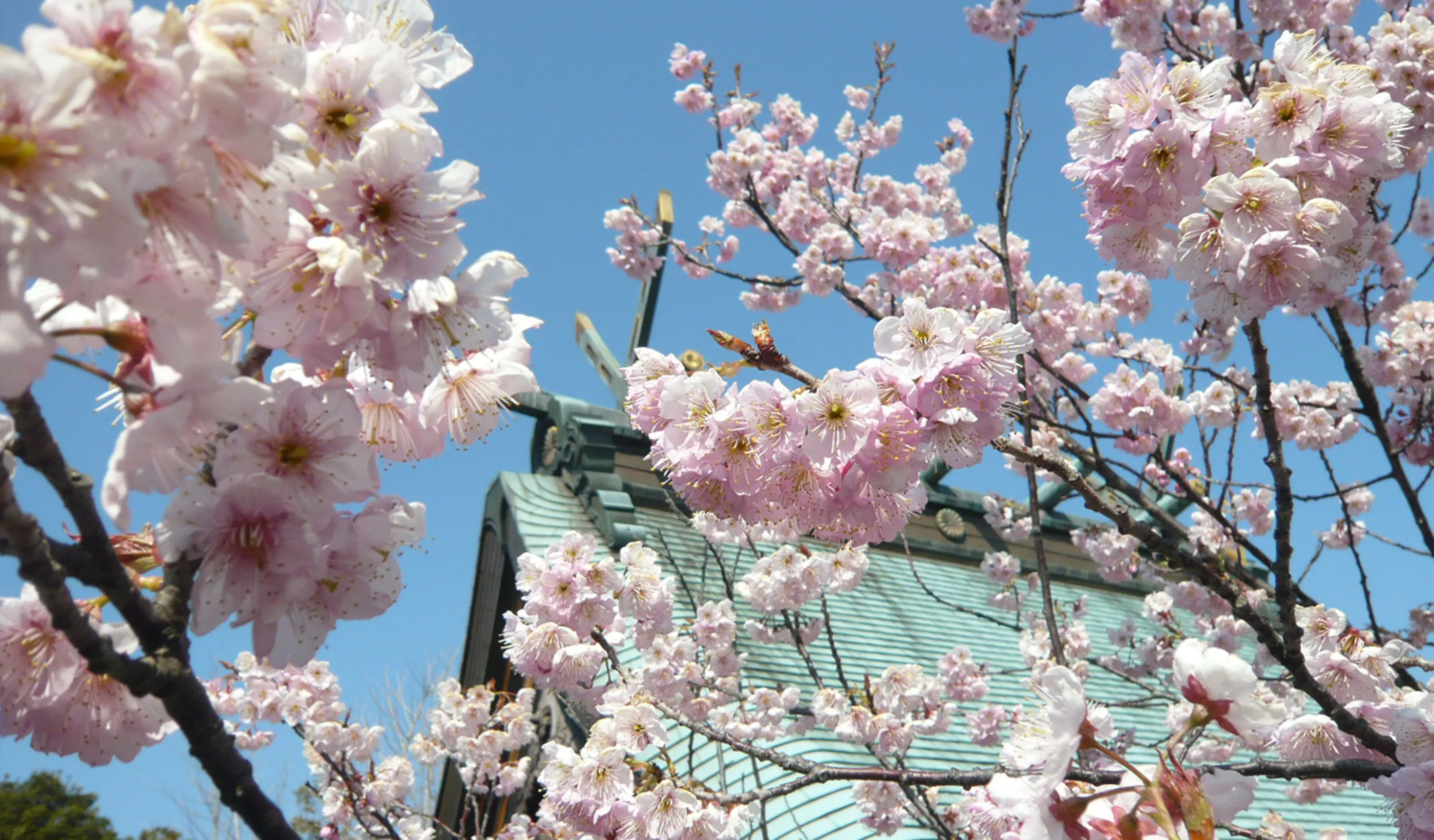 椿寒桜